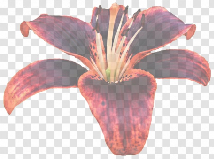 Lily Flower Petal Plant Flowering - Daylily - Hippeastrum Family Transparent PNG