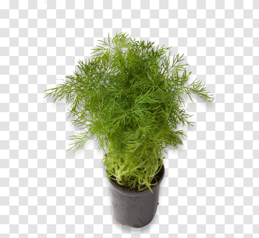 Meny Herb Dill Fennel Plant - Kz Transparent PNG