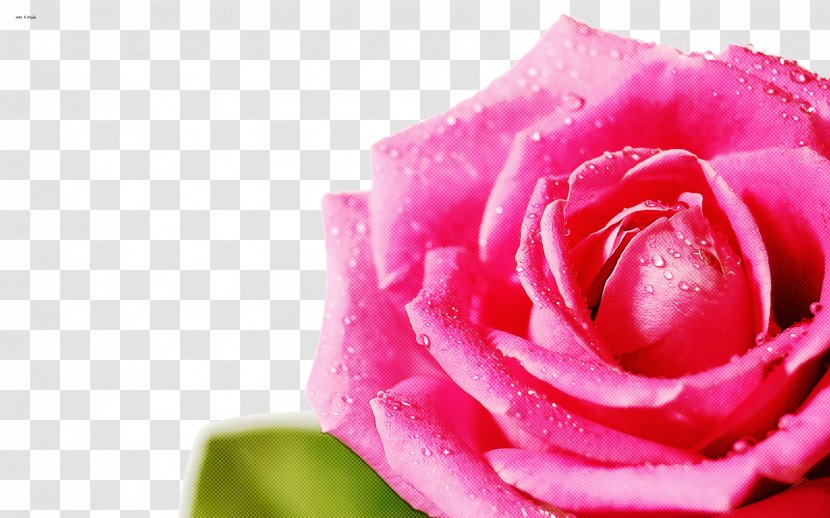Garden Roses - Plant Floribunda Transparent PNG