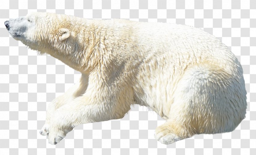 Polar Bear Kodiak Ursinae - White Transparent PNG