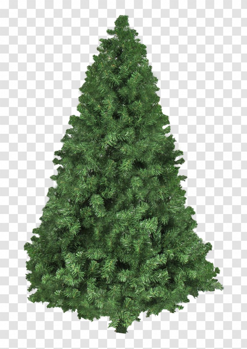 Christmas Tree Wallpaper - Pine Transparent PNG