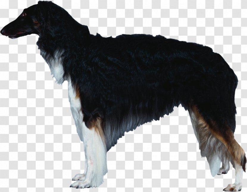 Dog Breed Borzoi Silken Windhound Rough Collie Bernese Mountain - Royaltyfree Transparent PNG