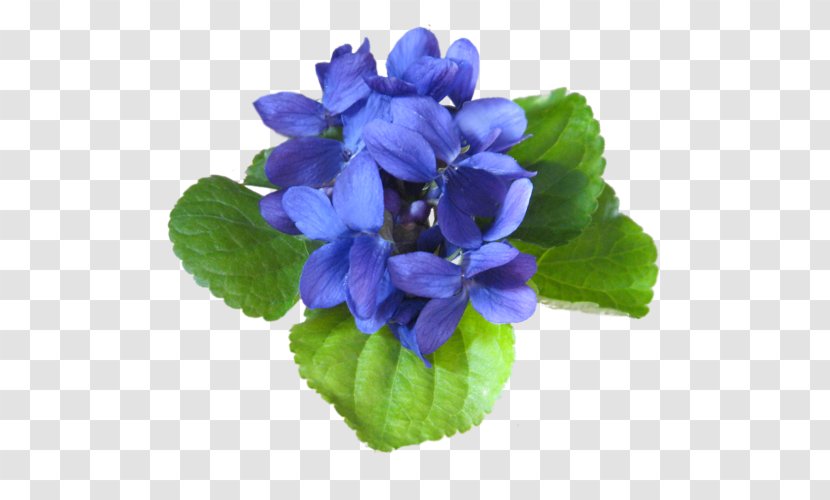 LiveInternet Flower Quotation Clip Art - Viola - Flowering Plant Transparent PNG