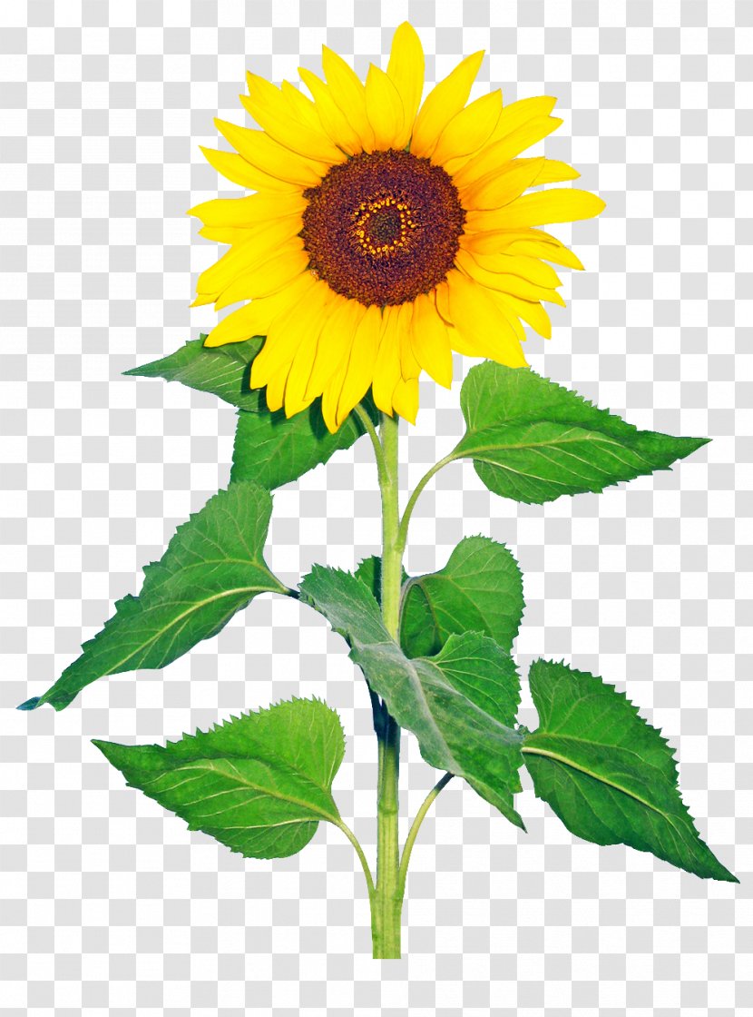 Common Sunflower Helianthus Giganteus Cut Flowers Drawing - Seed - Flower Transparent PNG