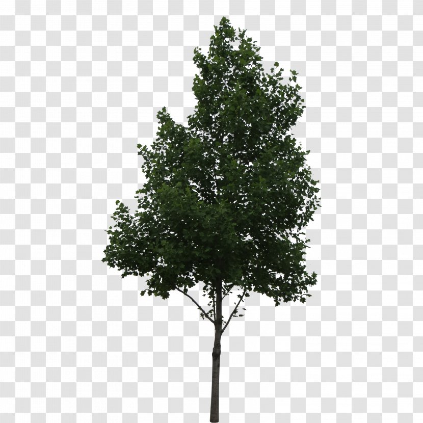 Populus Alba Tree Shrub Oak - Spruce - Trees Transparent PNG