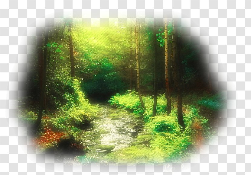 Forest Tree Desktop Wallpaper - Biome Transparent PNG