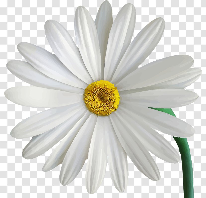 Chrysanthemum Common Daisy - Marguerite - Chamomile Transparent PNG