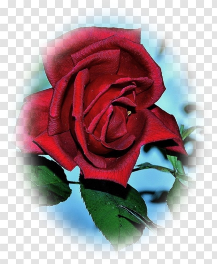 Garden Roses Cabbage Rose Floristry Cut Flowers Petal - Closeup - Amour Transparent PNG