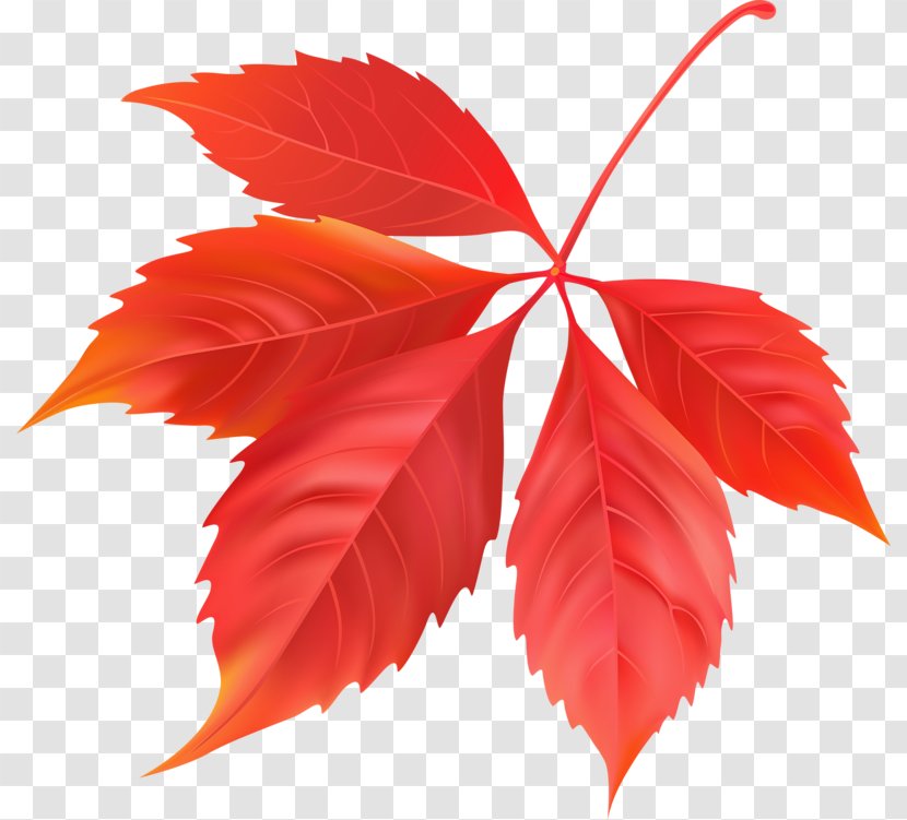 Maple Leaf Canada - Deciduous - Red Transparent PNG