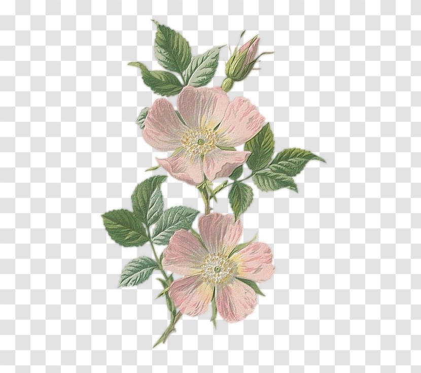 Familiar Wild Flowers Botany Botanical Illustration Drawing - Rose - Flower Transparent PNG