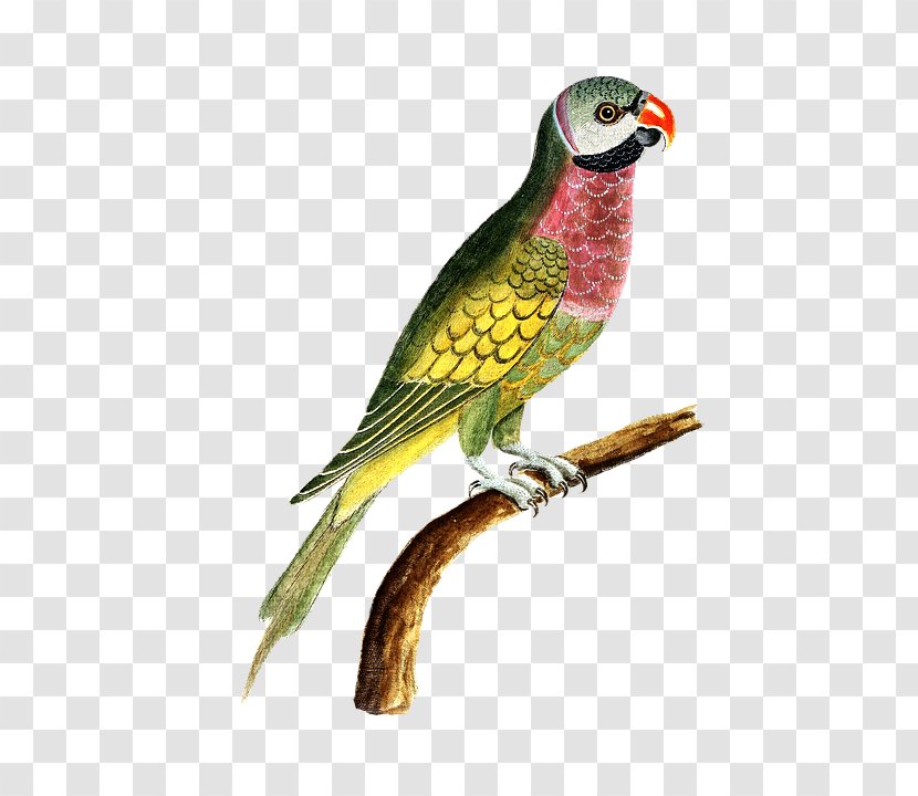 Budgerigar Macaw Bird Loriini Amazon Parrot Transparent PNG