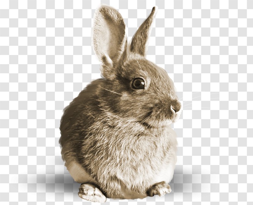 Domestic Rabbit Hare Fur Clip Art - Photography Transparent PNG