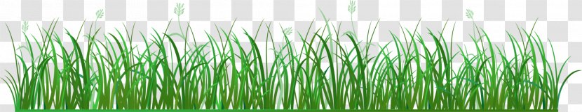Vetiver Sweet Grass Green Euclidean Vector Pasture - Commodity Transparent PNG