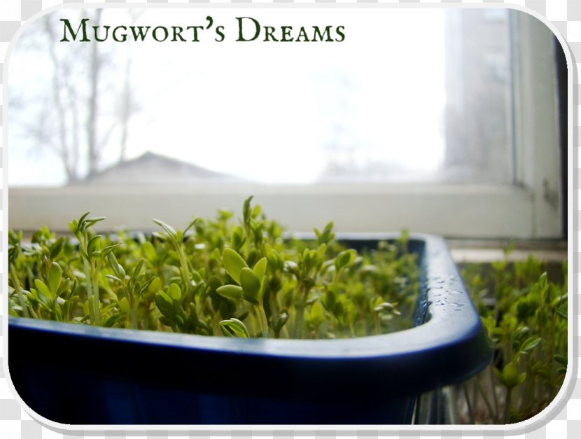 Herb Grasses Flowerpot Family - Leaf Vegetable - Grass Transparent PNG