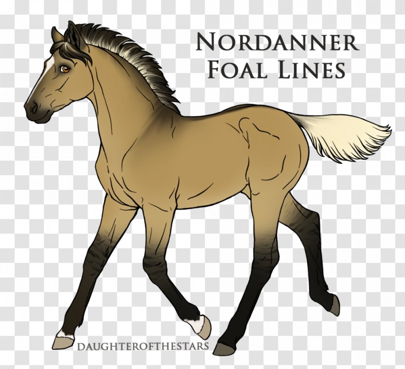 Foal Stallion Pony Mustang Colt - Equestrian Vaulting - Sweet Pea Transparent PNG