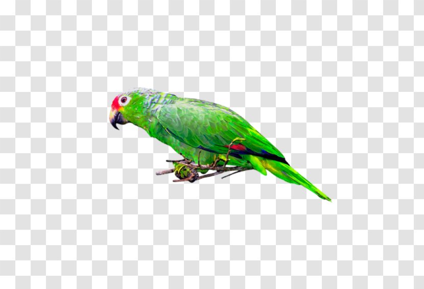Budgerigar Bird Parrot Parakeet Macaw - Feather Transparent PNG