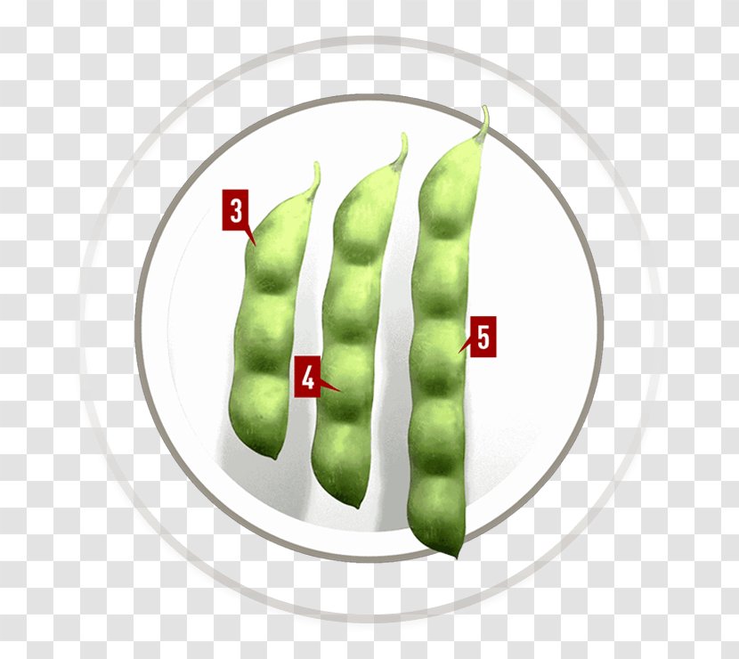 Vegetable Commodity Finger - Roundup Ready Soybeans Transparent PNG