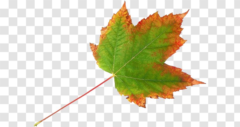Autumn Leaves Background - Maple Leaf - Silver Sweet Gum Transparent PNG