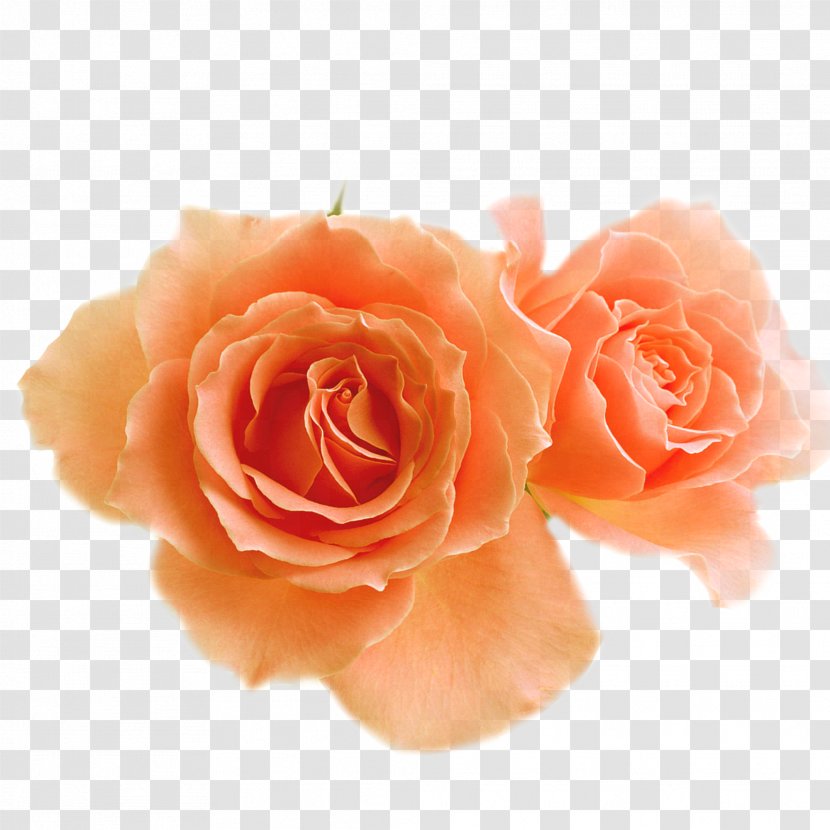 Garden Roses Flower Blossom Clip Art - Pink Flowers - PARADİSE Transparent PNG