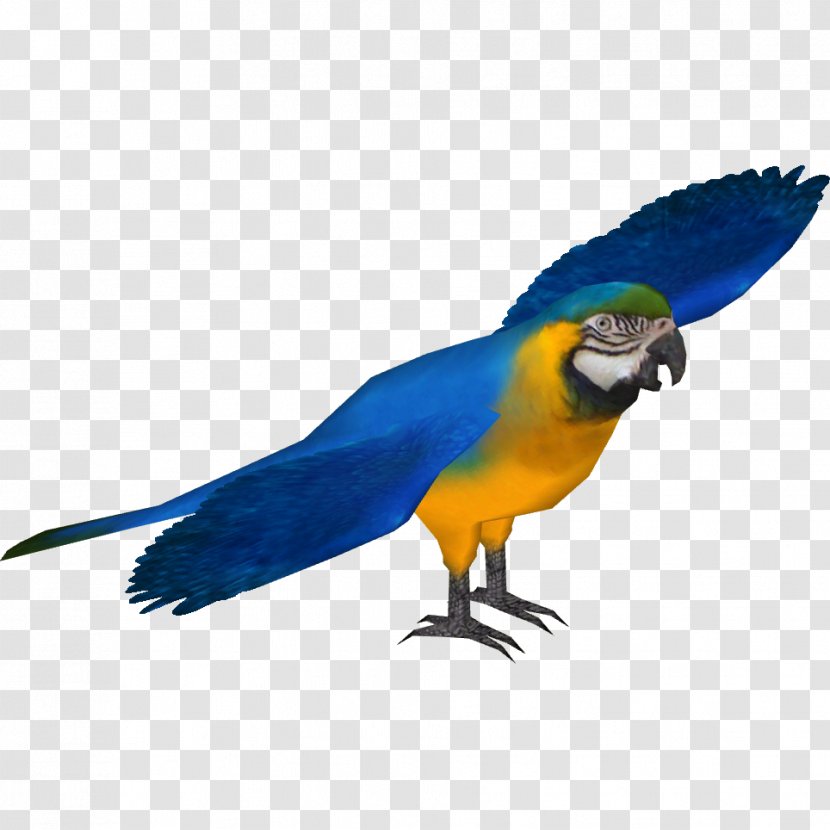 Blue-and-yellow Macaw Scarlet Blue-throated Lear's - Pet Transparent PNG
