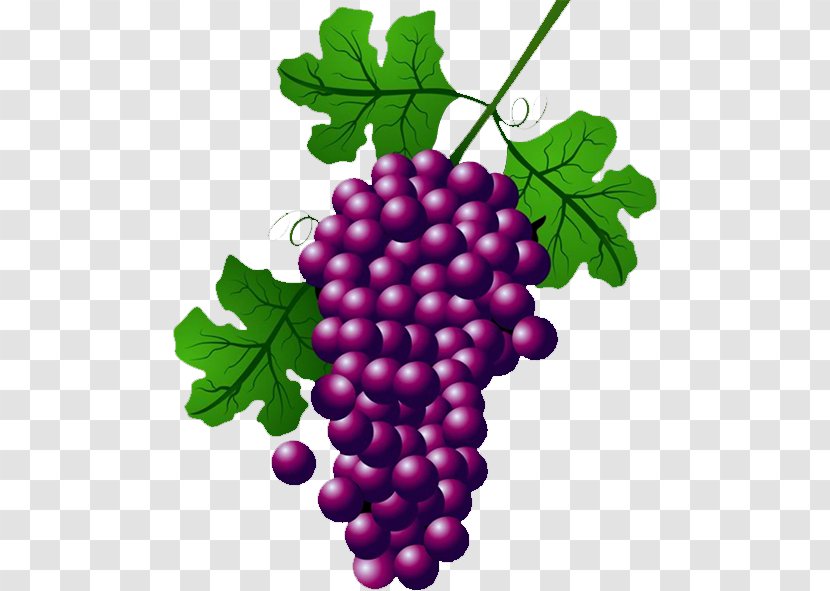 Wine Common Grape Vine Concord Clip Art - Vitis Transparent PNG
