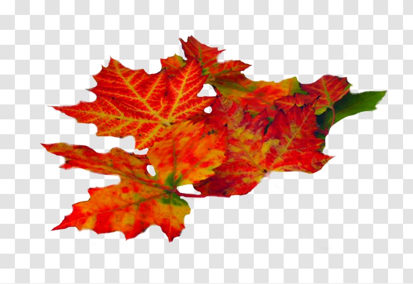 Autumn Leaf Maple Summer Image - Golden Transparent PNG