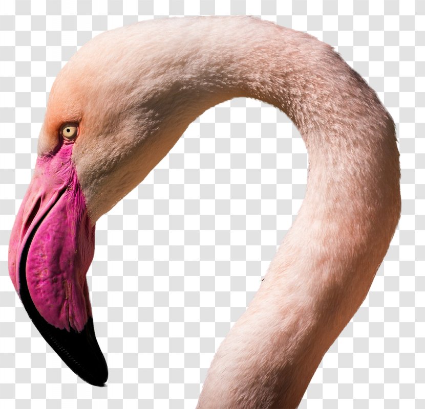 Flamingos Water Bird E-commerce - Digital Agency Transparent PNG