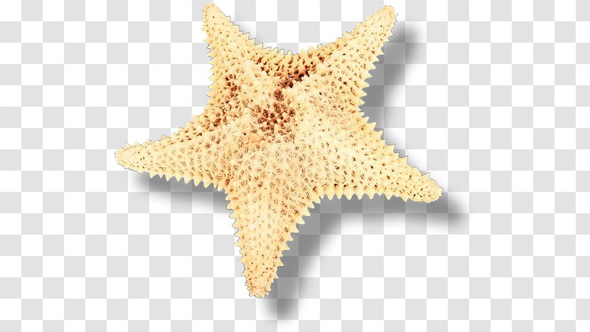 Starfish Seashell Echinoderm Clip Art - Studio Apartment Transparent PNG
