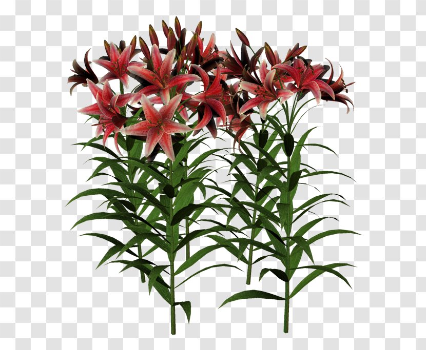 Cut Flowers Plant Stem Flowerpot Summer - Flower Transparent PNG