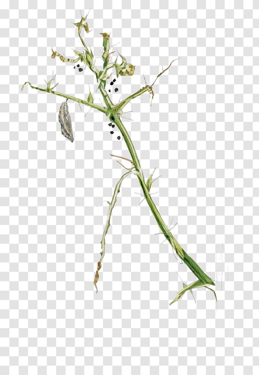 Sweet Grass Twig Plant Stem Leaf Flower Transparent PNG