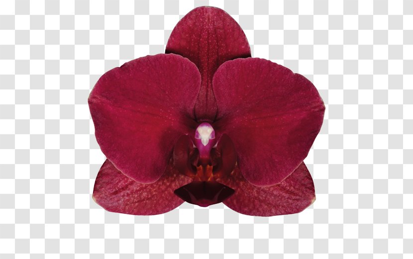 Moth Orchids Cut Flowers Laceleaf - Flowering Plant - Flower Transparent PNG