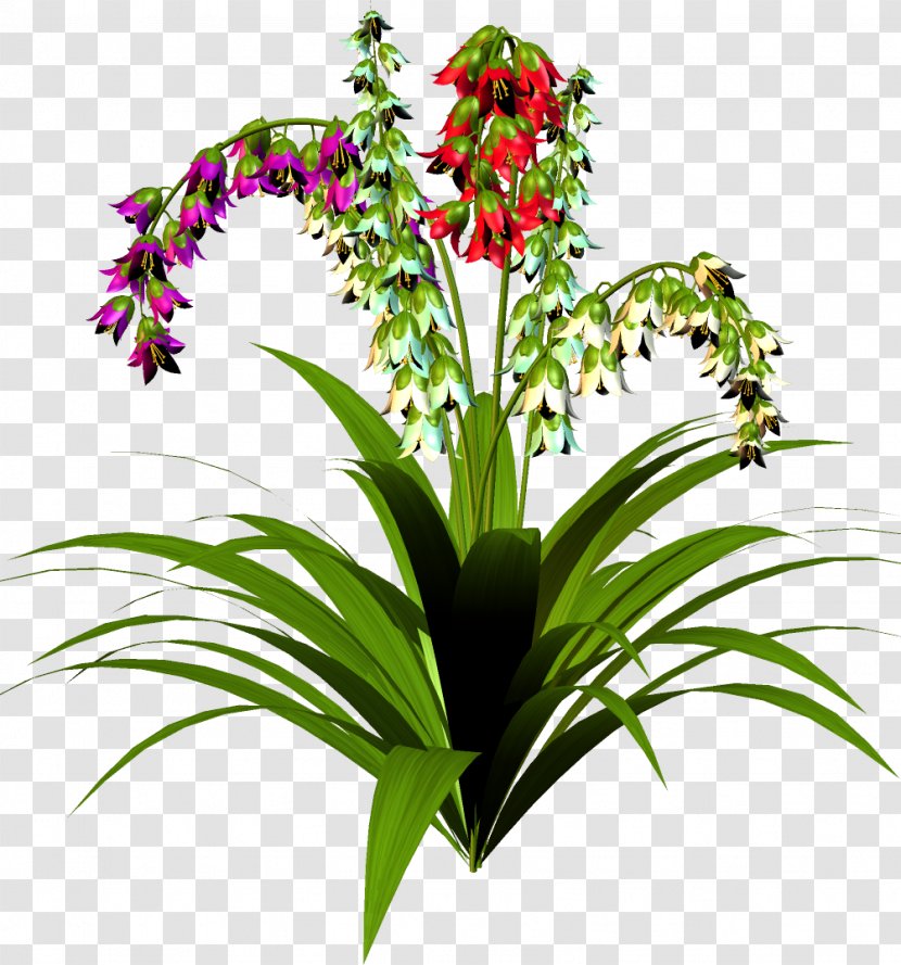 Guzmania 'Ostara' Bromelia Houseplant - Grass - Plant Transparent PNG