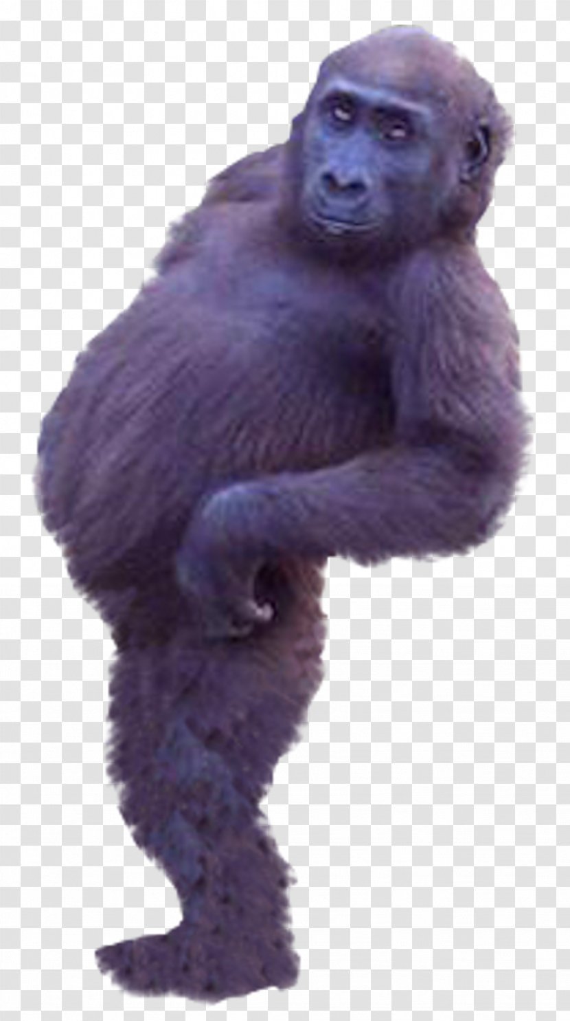 Western Gorilla Common Chimpanzee Ape Monkey Transparent PNG