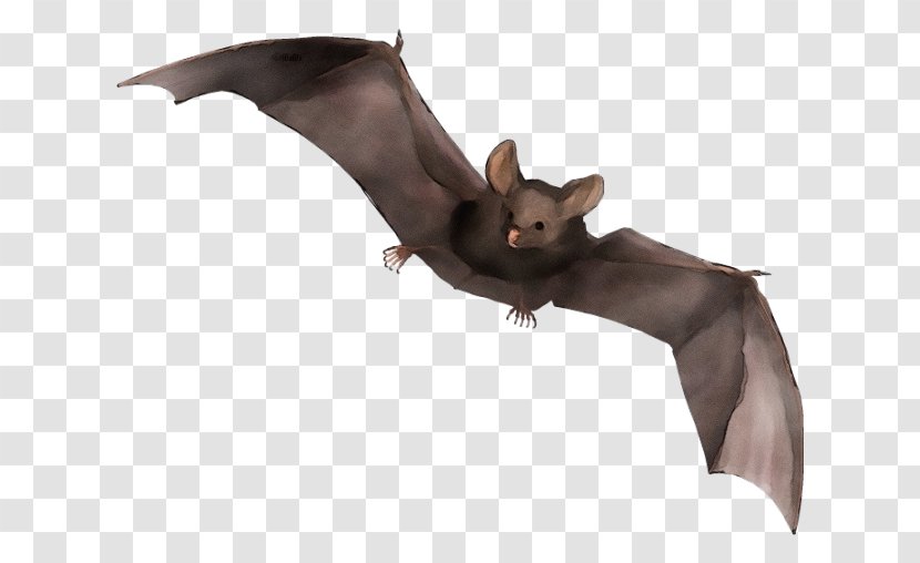 Bat Squirrel Vampire Little Brown Myotis Animal Figure - Fictional Character Transparent PNG