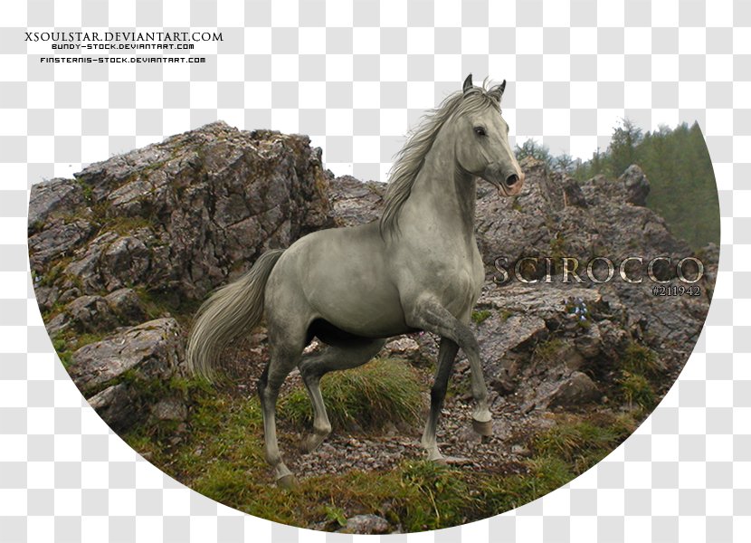 Mane Mustang Stallion Mare Pony Transparent PNG