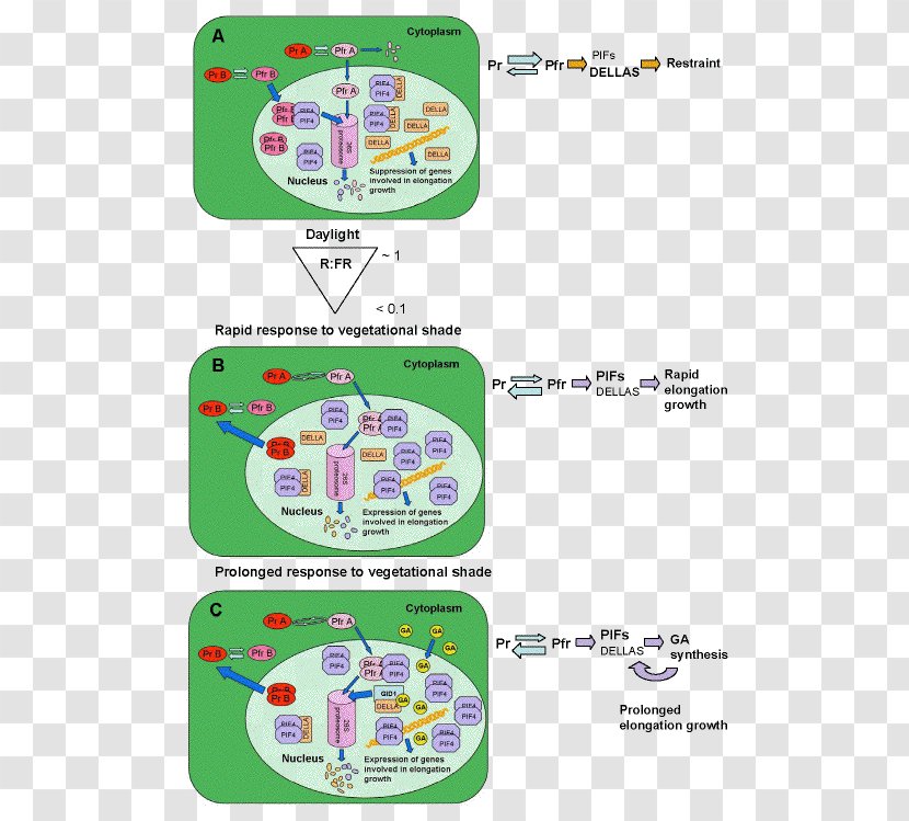 Phytochrome Shade Avoidance Photomorphogenesis Far-red Brassinosteroid - Kinase - Degraded Transparent PNG