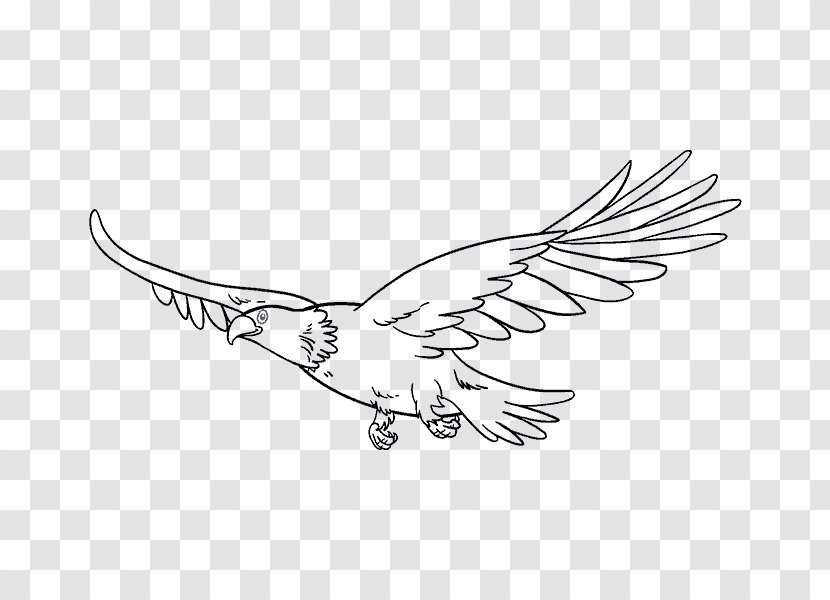 Drawing Bird Eagle Line Art - Tail - Shading Transparent PNG