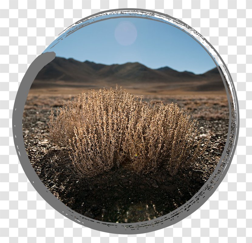 Plants Planet K Texas Eurotia Tajikistan Shrub - High Plateau Algeria Transparent PNG