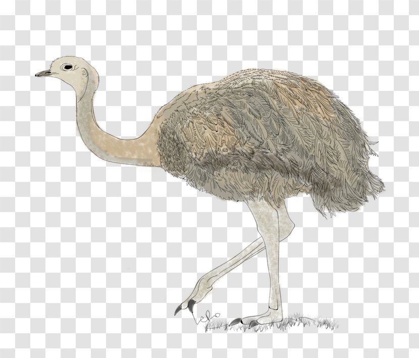 Common Ostrich Emu Terrestrial Animal Beak - Bird - Mininos Transparent PNG