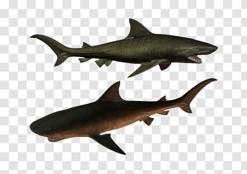 Requiem Shark Squaliformes Icon - Two Sharks Transparent PNG