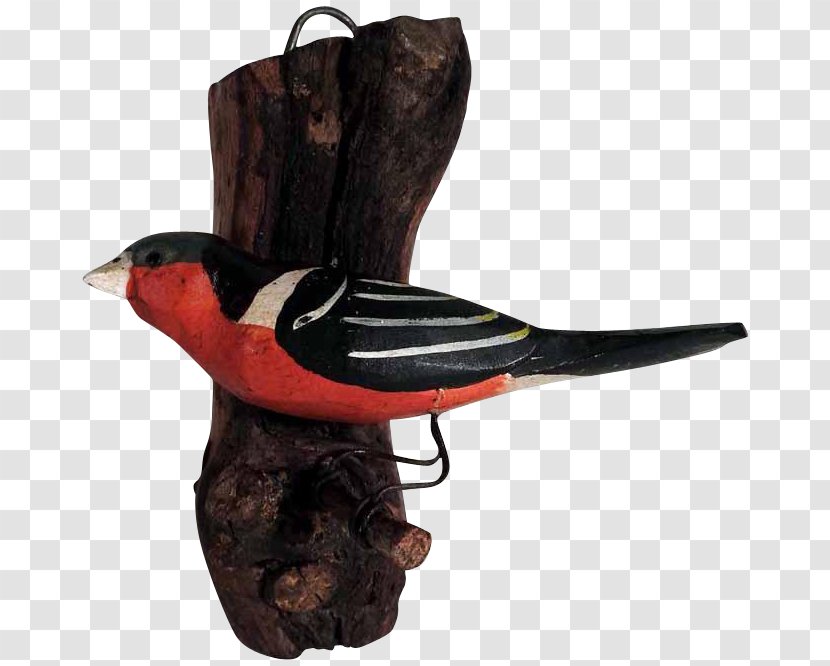 Bird Beak - Hand-painted Birds Transparent PNG