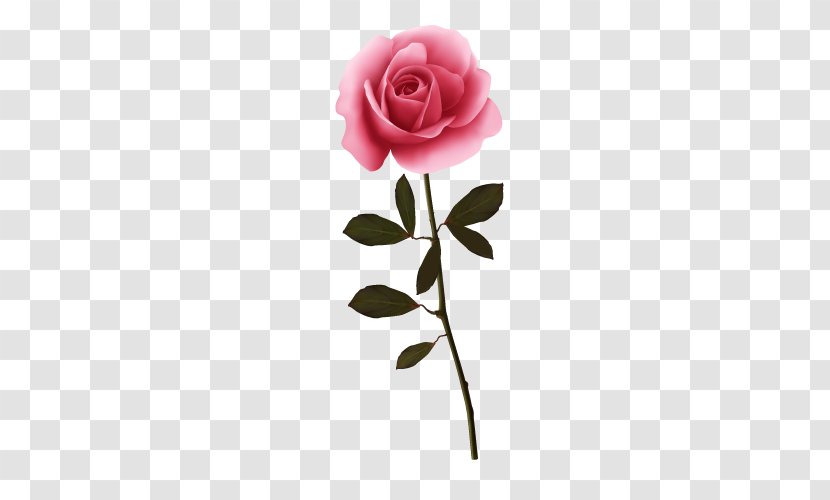 Garden Roses Flower - Cut Flowers - Vector Rose Transparent PNG