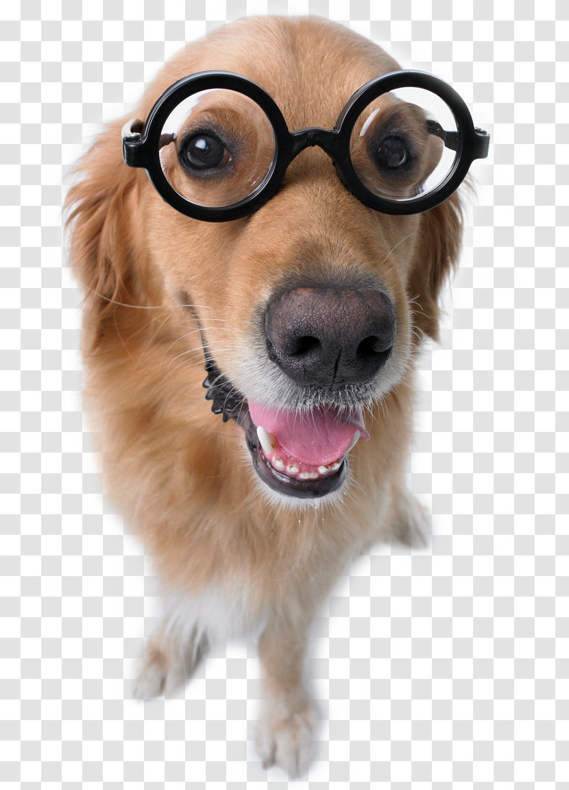 Dog Breed Puppy Companion Glasses - Eyewear Transparent PNG
