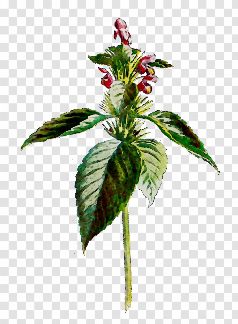 Herbaceous Plant Stem Leaf Flower - Gesneriad Family Transparent PNG