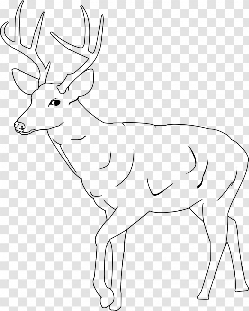 White-tailed Deer Elk Coloring Book Mule - Antler Transparent PNG