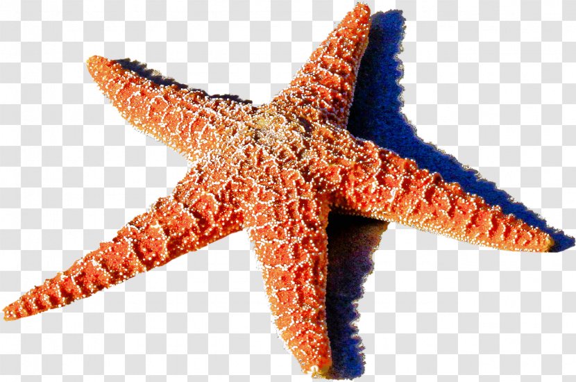 Travel Sea - Life - Orange Transparent PNG