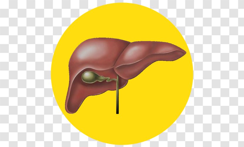Medicine Naturopathy Alcoholism Disease Hepatitis - Watercolor - Liver Image Transparent PNG