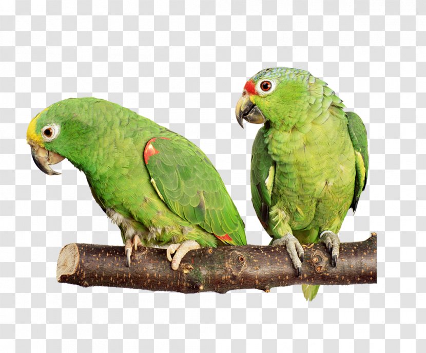 Birdcage Cockatiel Budgerigar Cockatoo - Monk Parakeet - Green Parrot Transparent PNG