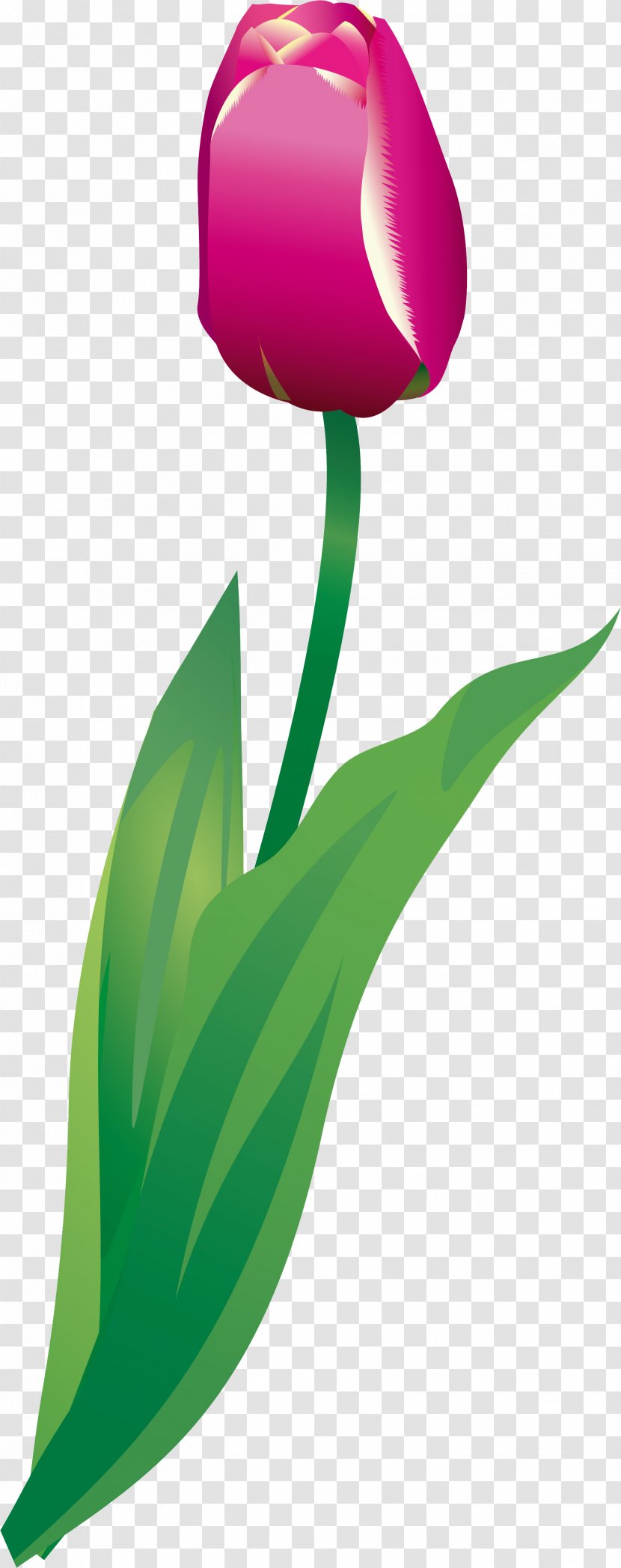 Tulip Petal Plant Stem Green Clip Art - Lily Family - 123 Transparent PNG