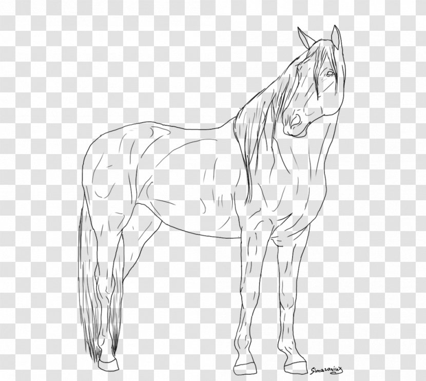 Mule Mustang Appaloosa Foal Sketch - Joint - Standing Horse Transparent PNG
